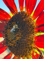 Load image into Gallery viewer, Kelly Burgo "Tiny Moment" Photography, 8" x 10"
