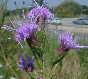 Cylindrical Blazing Star (Liatris cylindracea)