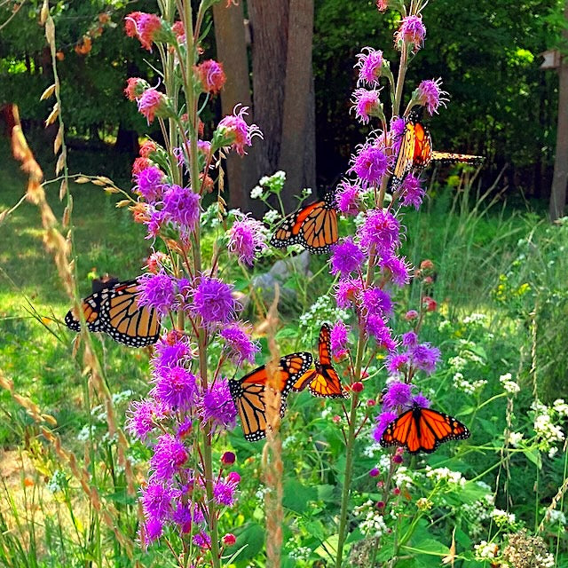 Meadow Blazing Star (Liatris ligulistylis)
