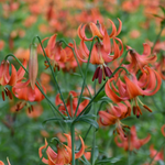Load image into Gallery viewer, Michigan Lily (Lillium michiganense)
