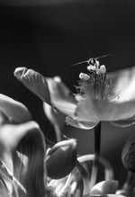Load image into Gallery viewer, Michele Wenzel "Bee on Spiderwort" Photo on Wood Panel, 12" x 18"
