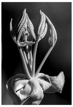 Load image into Gallery viewer, Michele Wenzel "Shagbark Bud" Photo on Wood Panel, 12" x 18"
