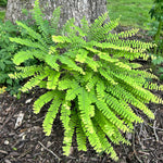 Load image into Gallery viewer, Maidenhair Fern (Adiantum pedatum)

