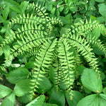 Load image into Gallery viewer, Maidenhair Fern (Adiantum pedatum)
