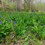 Load image into Gallery viewer, Virginia Bluebells (Mertensia virginica)
