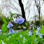 Load image into Gallery viewer, Virginia Bluebells (Mertensia virginica)
