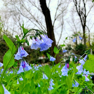 Virginia Bluebells (Mertensia virginica)