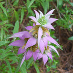 Load image into Gallery viewer, Spotted Bee Balm (Monarda punctata)
