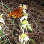 Load image into Gallery viewer, Spotted Bee Balm (Monarda punctata)
