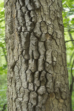 Load image into Gallery viewer, Black Tupelo (Nyssa sylvatica) 3 Gallon
