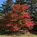 Load image into Gallery viewer, Black Tupelo (Nyssa sylvatica) 3 Gallon

