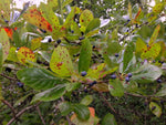 Load image into Gallery viewer, Black Tupelo (Nyssa sylvatica) 3 Gallon
