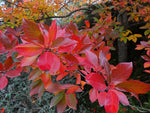 Load image into Gallery viewer, Black Tupelo (Nyssa sylvatica) 3 Gallon

