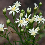 Load image into Gallery viewer, White Goldenrod (Oligoneuron album)

