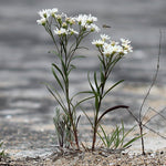 Load image into Gallery viewer, White Goldenrod (Oligoneuron album)
