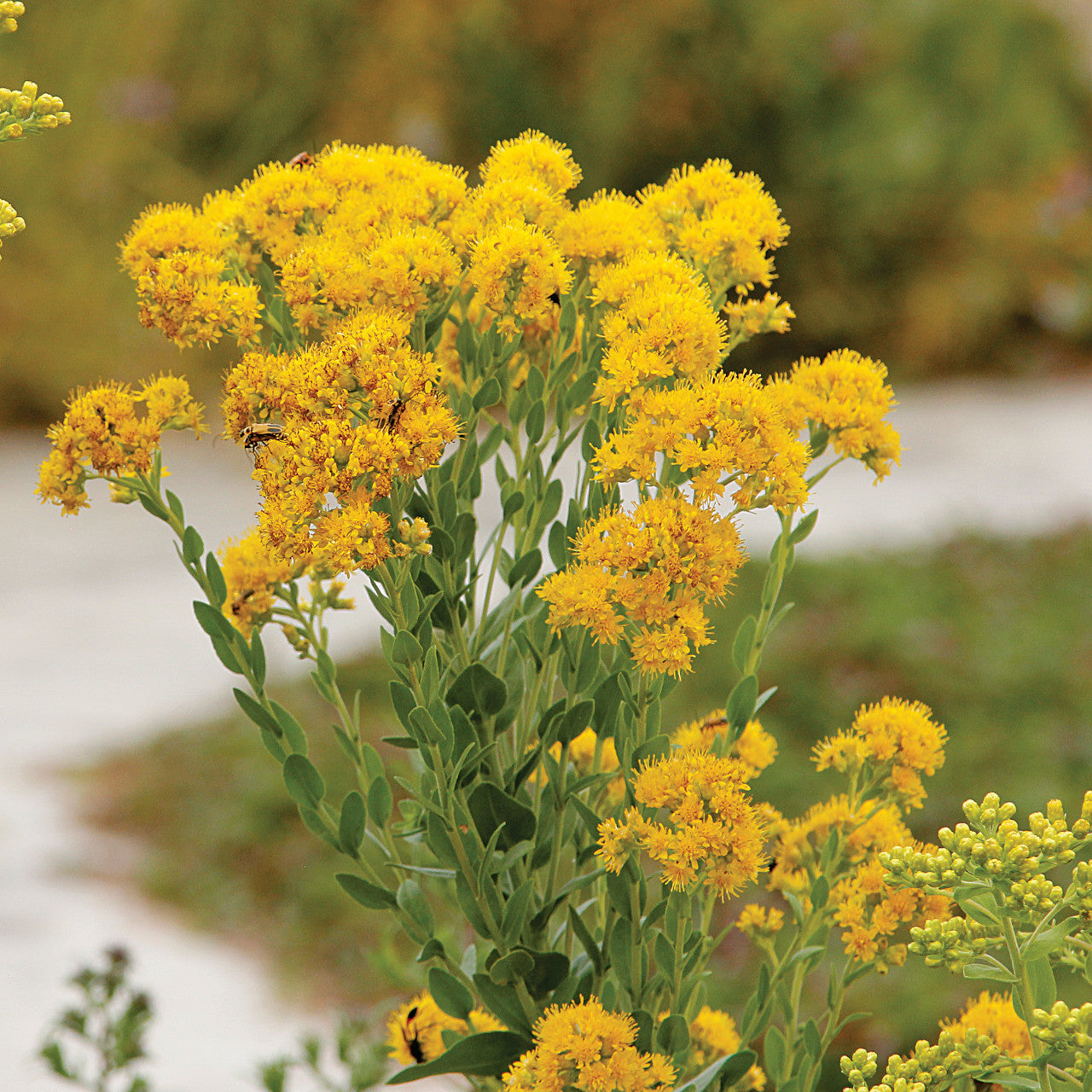 Stiff Goldenrod (Oligoneuron rigidum)