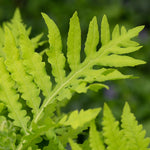 Load image into Gallery viewer, Sensitive Fern (Onoclea sensibilis)
