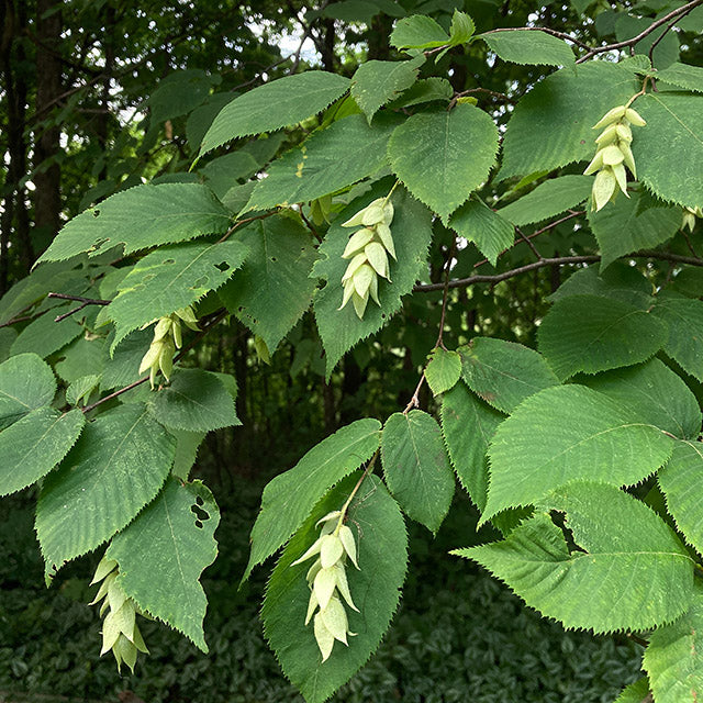 American Hop-hornbeam (Ostrya virginiana)