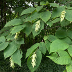 Load image into Gallery viewer, American Hop-hornbeam (Ostrya virginiana)
