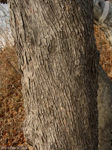 American Hop-hornbeam (Ostrya virginiana)