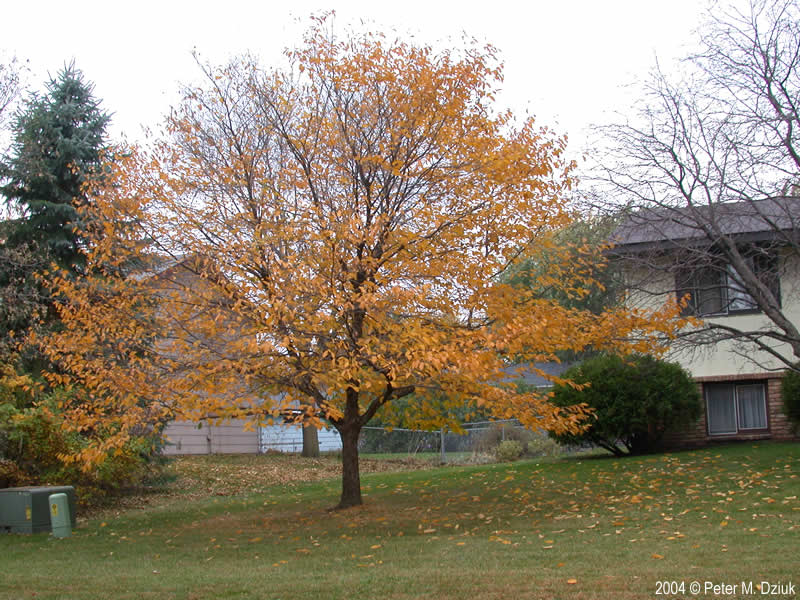American Hop-hornbeam (Ostrya virginiana)