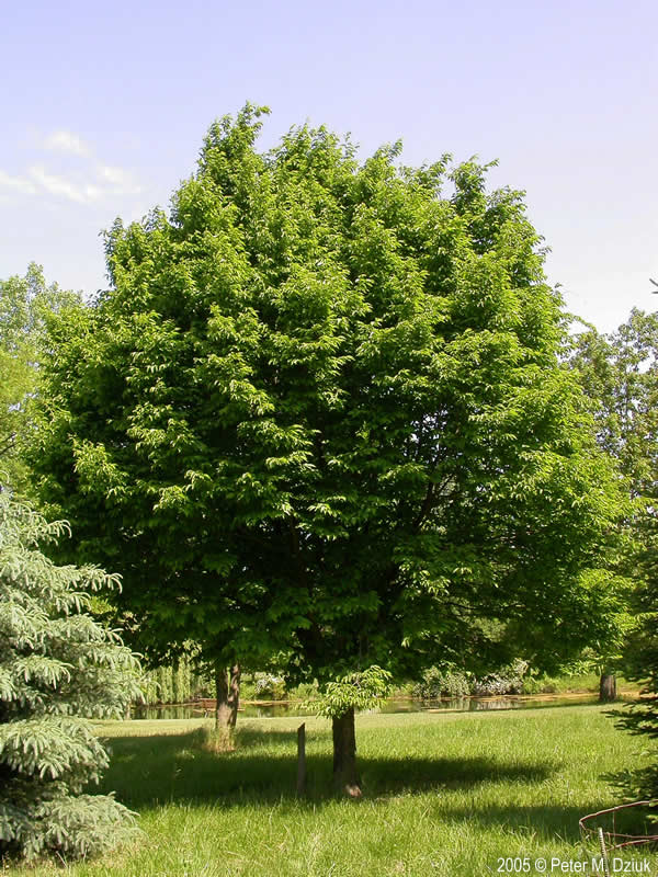 American Hop-hornbeam (Ostrya virginiana)
