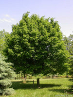 Load image into Gallery viewer, American Hop-hornbeam (Ostrya virginiana)
