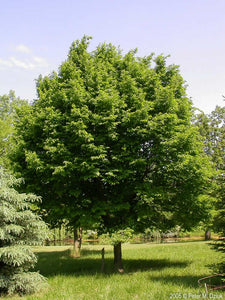 American Hop-hornbeam (Ostrya virginiana)