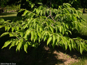 American Hop-hornbeam (Ostrya virginiana)