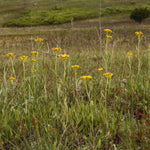 Load image into Gallery viewer, Prairie Ragwort (Packera plattensis)
