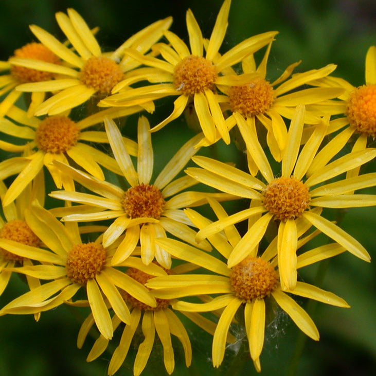 Prairie Ragwort (Packera plattensis)