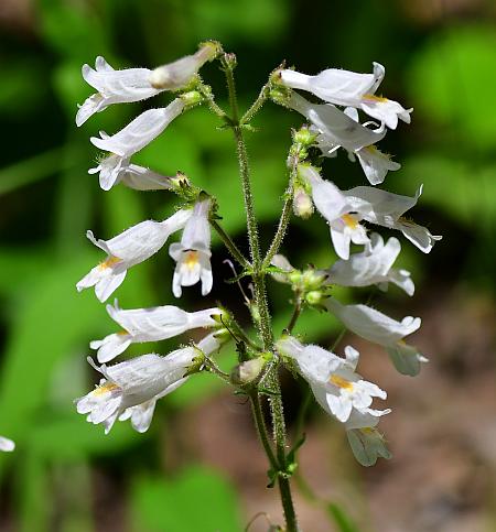 Pale Beardtongue (Penstemon pallidus)