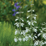 Load image into Gallery viewer, Pale Beardtongue (Penstemon pallidus)
