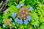 Load image into Gallery viewer, Barbara Peterson "Wild Verbena" Photography 11"x 14"
