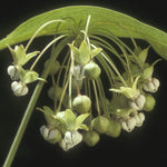 Load image into Gallery viewer, Poke Milkweed (Asclepias exaltata)
