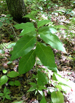 Load image into Gallery viewer, Poke Milkweed (Asclepias exaltata)
