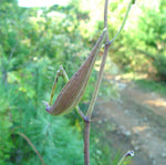 Load image into Gallery viewer, Poke Milkweed (Asclepias exaltata)
