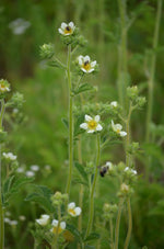 Load image into Gallery viewer, Prairie Cinquefoil (Drymocallis arguta)
