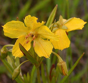 Prairie Loosestrife (Lysimachia quadriflora)