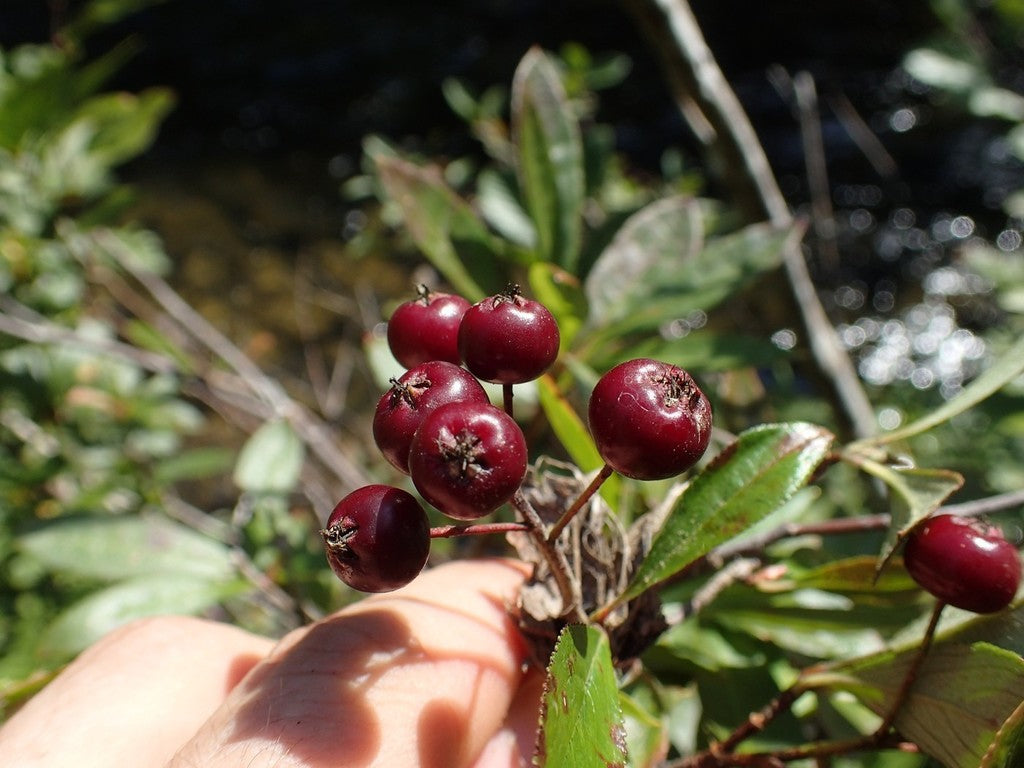 Purple Chokeberry (Aronia prunifolia)