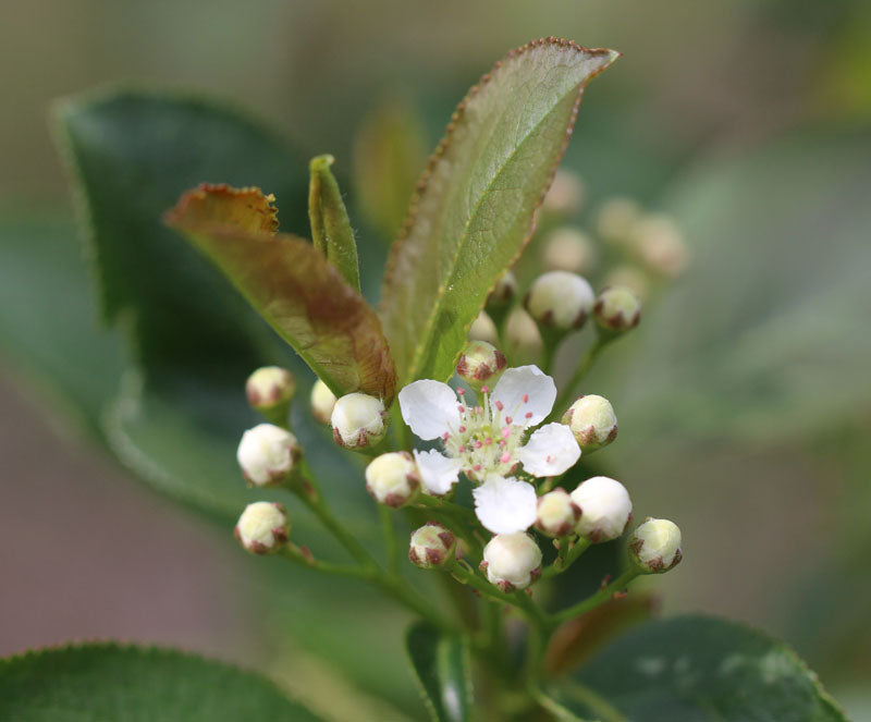 Purple Chokeberry (Aronia prunifolia)