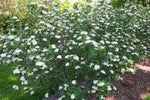 Load image into Gallery viewer, Purple Chokeberry (Aronia prunifolia)
