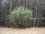 Load image into Gallery viewer, Pussy Willow (Salix discolor)

