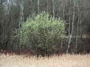 Pussy Willow (Salix discolor)