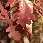 Load image into Gallery viewer, White Oak (Quercus alba)
