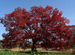 Load image into Gallery viewer, White Oak (Quercus alba)
