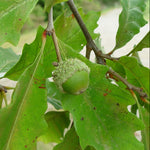Load image into Gallery viewer, Swamp White Oak (Quercus bicolor) 3 Gallon
