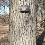 Load image into Gallery viewer, Swamp White Oak (Quercus bicolor) 3 Gallon
