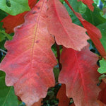 Load image into Gallery viewer, Swamp White Oak (Quercus bicolor) 3 Gallon

