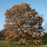 Load image into Gallery viewer, Swamp White Oak (Quercus bicolor) 3 Gallon
